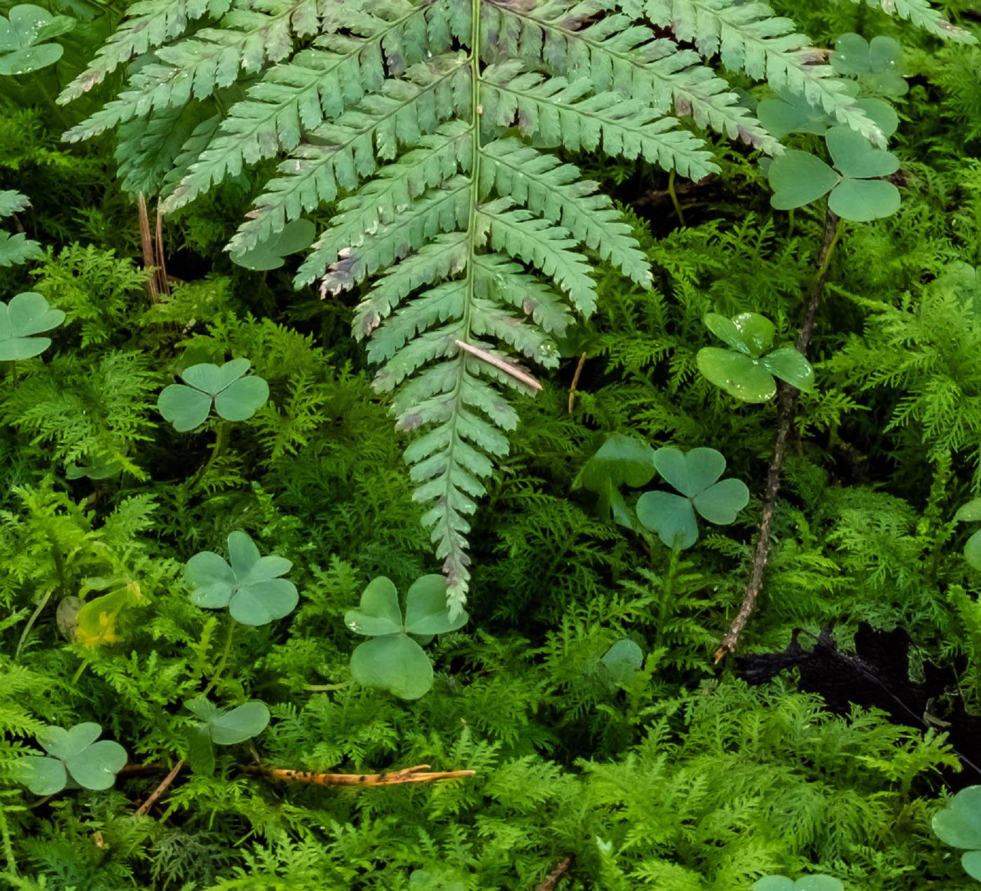 Fern frond over a carpet of clover
