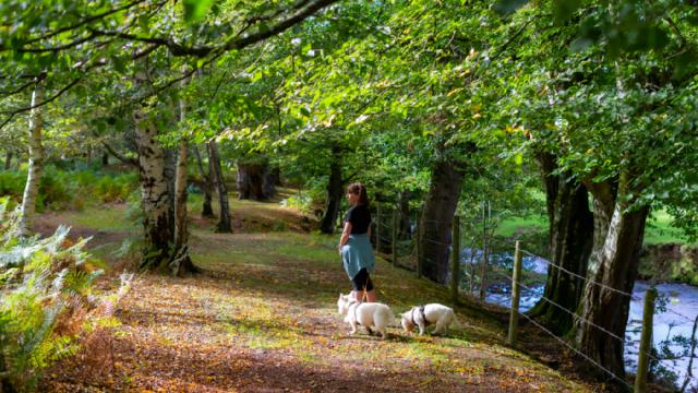 Walker with two white dogs on a riverside woodland path