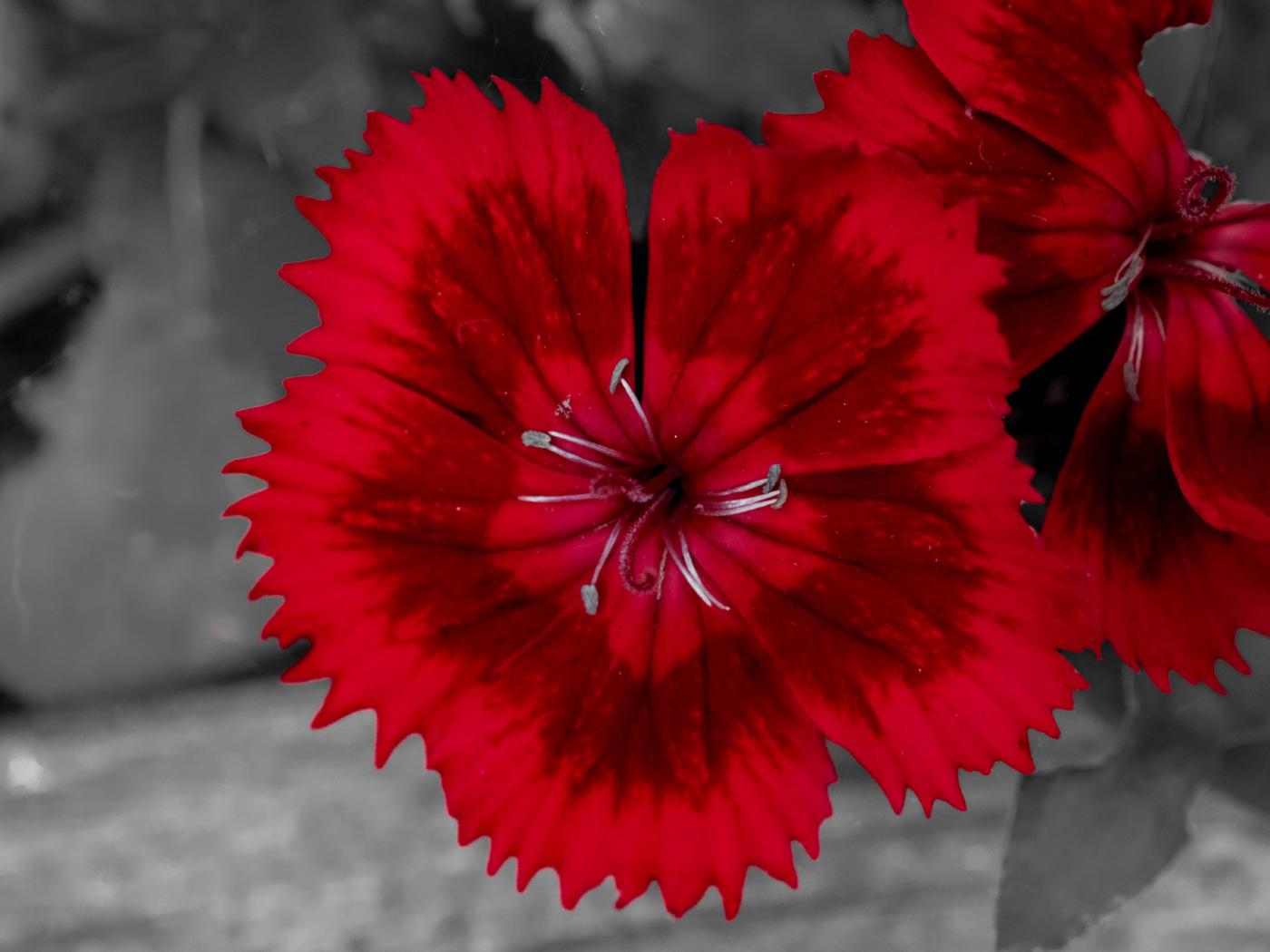 Red pink flower against a black and white background