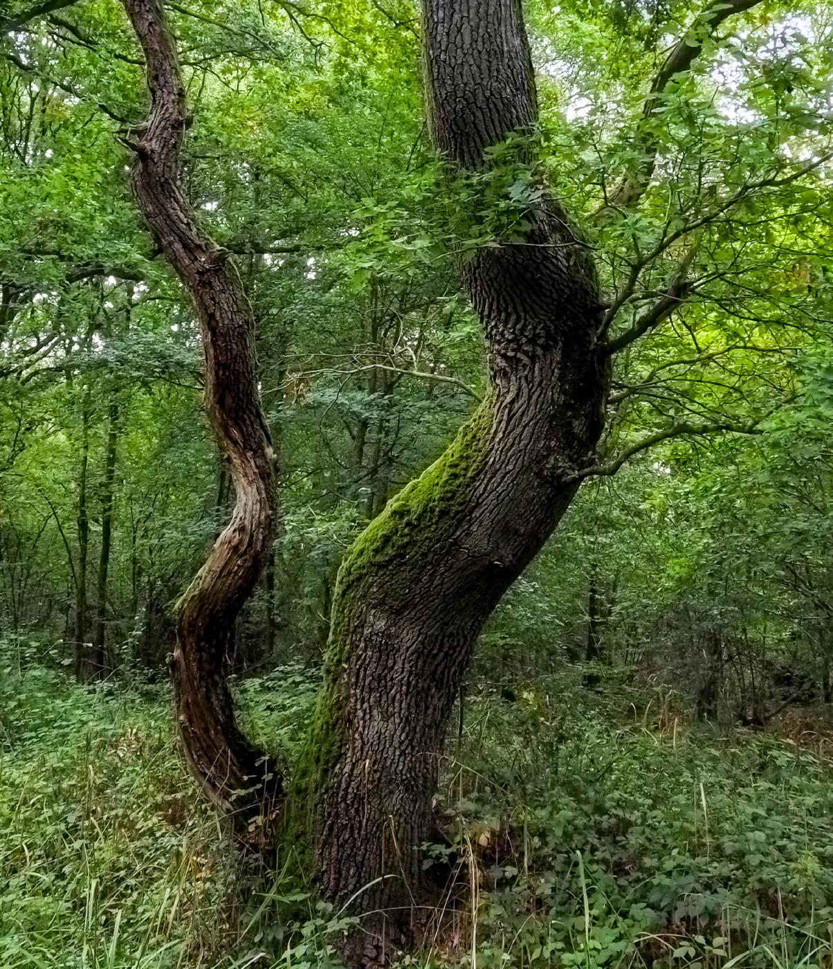 Twisted mossy tree trunks in green woodland